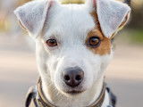 Adorable Jack Russel LOF mâle disponible pour saillie