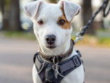Adorable Jack Russel LOF mâle disponible pour saillie