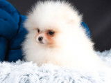 Femelle Spitz Pomeranian blanche LOF en vente