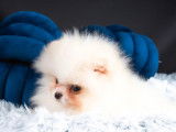 Femelle Spitz Pomeranian blanche LOF en vente