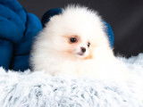Femelle Spitz Pomeranian blanche LOF en vente