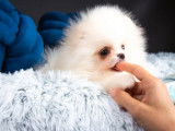 Femelle Spitz Pomeranian blanche LOF en vente