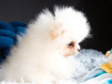 Femelle Spitz Pomeranian blanche LOF en vente