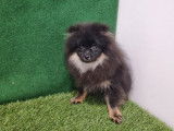 Un chiot Spitz Poméranien noir et feu né en 2021 non LOF disponible
