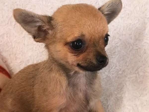 Vente d’un chiot Chihuahua solide brun non LOF né en juin 2021