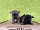 Charmants chiots Cairn Terrier LOF, une femelle et deux mâles disponibles courant décembre 2021