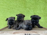 Charmants chiots Cairn Terrier LOF, une femelle et deux mâles disponibles courant décembre 2021