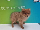 5 chiots Spitz Pom&eacute;ranien orange n&eacute;s en mai 2021 non LOF dispo Contenu &eacute;crit