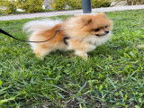 Spitz Nain Pomeranian LOF pour saillie