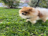 Spitz Nain Pomeranian LOF pour saillie