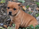 Vente de deux chiots Staffordshire Bull Terrier mâles (LOF)