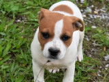 Vente de deux chiots Staffordshire Bull Terrier mâles (LOF)