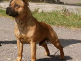 Vente de deux chiots Staffordshire Bull Terrier mâles (LOF)