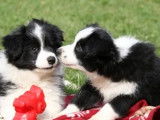 À vendre, chiots Border Collie noir et blancs (non LOF)