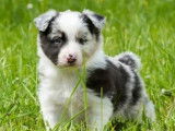 À vendre, chiots Border Collie noir et blancs (non LOF)