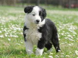 À vendre, chiots Border Collie noir et blancs (non LOF)