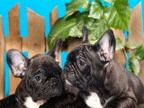 Chiots Bouledogue Fran&ccedil;ais (LOF), &agrave; vendre