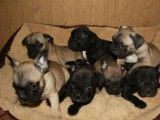 Chiots Bouledogue Fran&ccedil;ais (LOF), &agrave; vendre