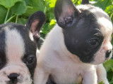 6 chiots Bouledogue Français (Non LOF) à réserver