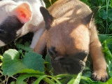 6 chiots Bouledogue Français (Non LOF) à réserver