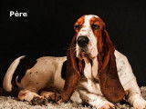 8 chiots de race Basset Hound à réserver (LOF)
