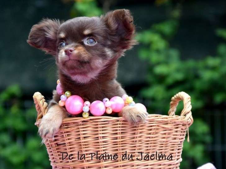 Chiot mâle Chihuahua au pelage chocolat (LOF) à vendre