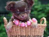 Chiot mâle Chihuahua au pelage chocolat (LOF) à vendre