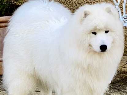Annuaire Des Elevages De Samoyedes En Haute Loire