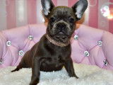 Chiot femelle Bouledogue Français, noir en vente (non LOF)