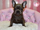 Chiot femelle Bouledogue Français, noir en vente (non LOF)