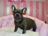 Chiot femelle Bouledogue Français, noir en vente (non LOF)