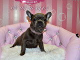 Chiot femelle Bouledogue Français, noir en vente (non LOF)