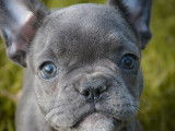 Chiot femelle Bouledogue français bleue non LOF à vendre
