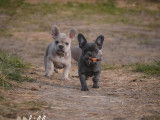Chiot femelle Bouledogue français bleue non LOF à vendre