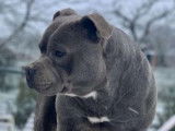 Disponible pour saillie : Un chien Staffie bleu LOF âgé de 2 ans
