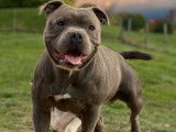 Disponible pour saillie : Un chien Staffie bleu LOF âgé de 2 ans