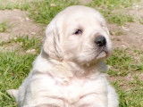 Vente d’un chiot Golden Retriever mâle (LOF)