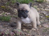 Un chiot mâle Bouledogue français fauve LOF à réserver