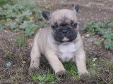Un chiot mâle Bouledogue français fauve LOF à réserver