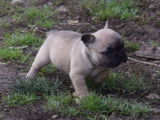Un chiot mâle Bouledogue français fauve LOF à réserver
