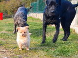 Chiots Spitz Nain (non LOF), à vendre