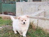 Chiots Spitz Nain (non LOF), à vendre