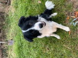 Vente d’un chiot Border Collie mâle de couleur noir et blanc (non LOF)