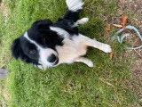 Vente d’un chiot Border Collie mâle de couleur noir et blanc (non LOF)