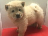 &Agrave; vendre, sept chiots Chow Chow (non LOF)