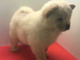 &Agrave; vendre, sept chiots Chow Chow (non LOF)
