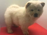 &Agrave; vendre, sept chiots Chow Chow (non LOF)