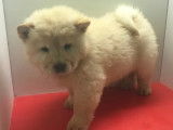 &Agrave; vendre, sept chiots Chow Chow (non LOF)
