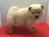 &Agrave; vendre, sept chiots Chow Chow (non LOF)