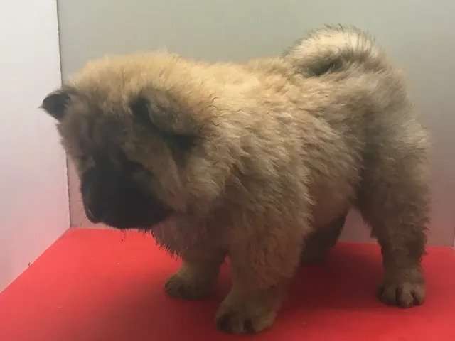chow chow 2 months